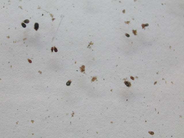 Taurrus Snake & Reptile Mite Predators