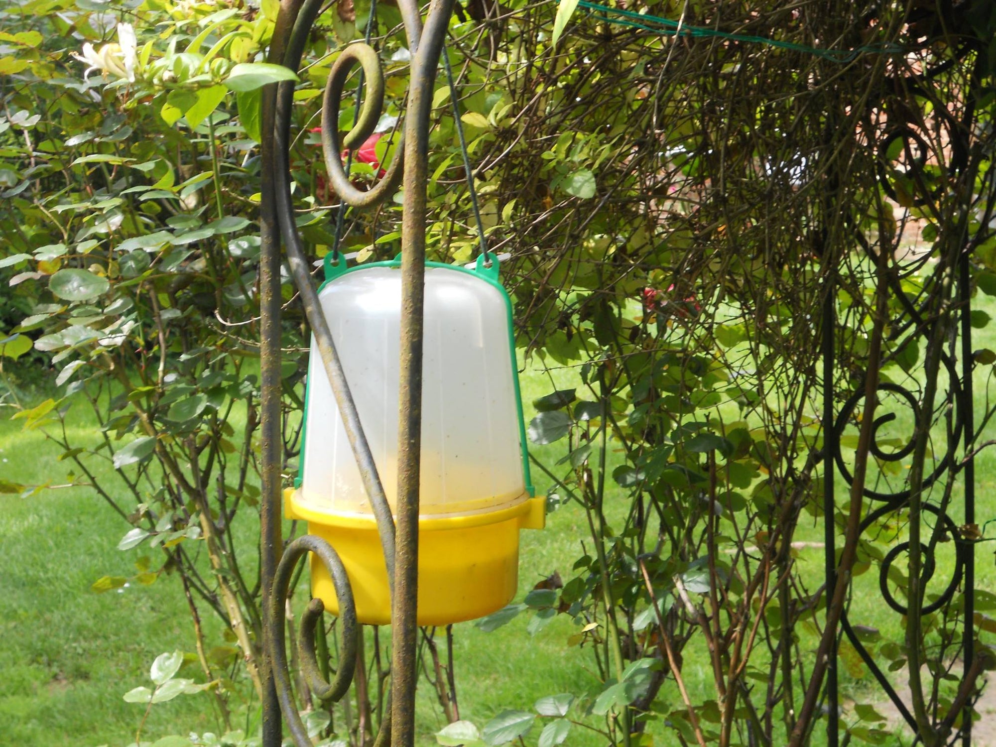 Wasp Attractant - For Use In Dragonfli Wasp Traps