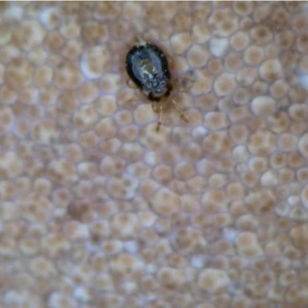 Taurrus Snake & Reptile Mite Predators