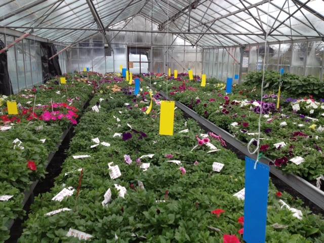 Pack Of 20 Large Blue Sticky Insect Traps 20 x 40cm (Dry-Stick Glue)