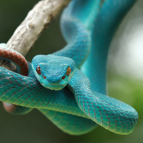 Taurrus Snake & Reptile Mite Predators