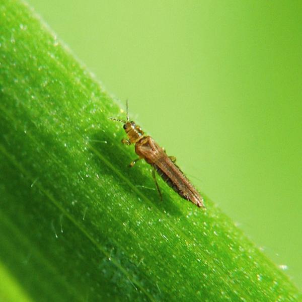 Amblyseius cucumeris - Loose Predators - Thrip Curative System - Dragonfli