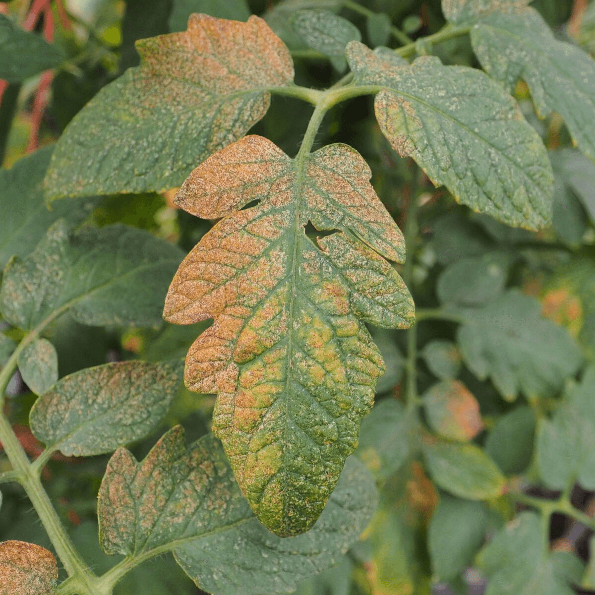 Amblyseius swirskii - Premium Loose Predators - Thrip Curative System - Dragonfli