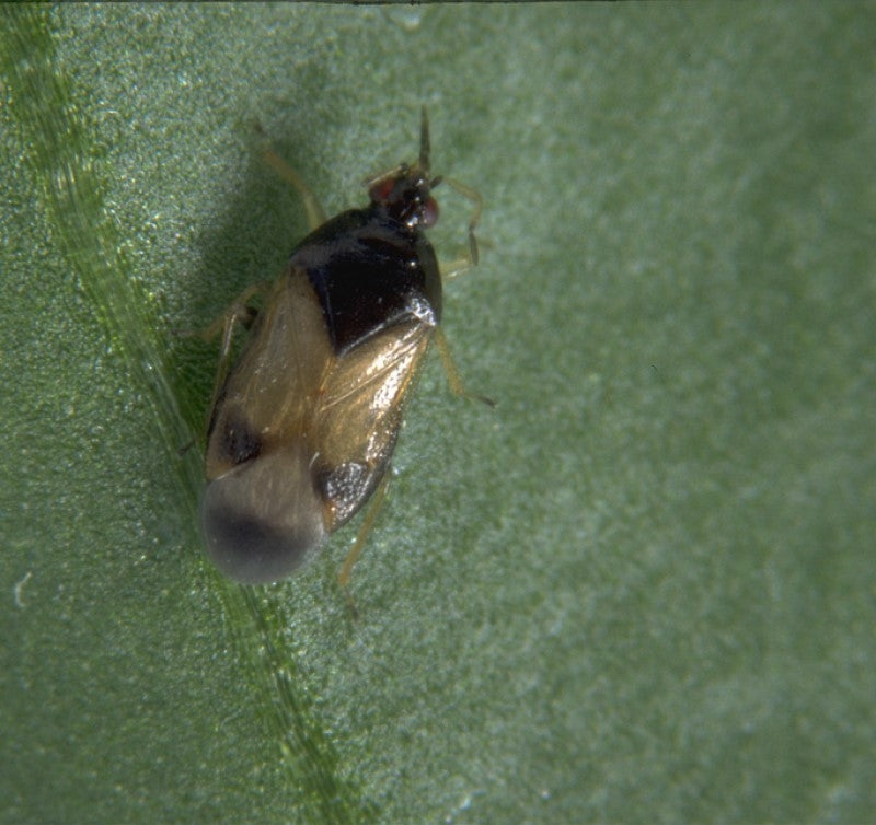 Thrip Adult Killer - Orius laevigatus