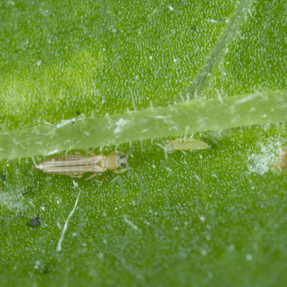 Amblyseius swirskii - Premium Loose Predators - Thrip Curative System - Dragonfli