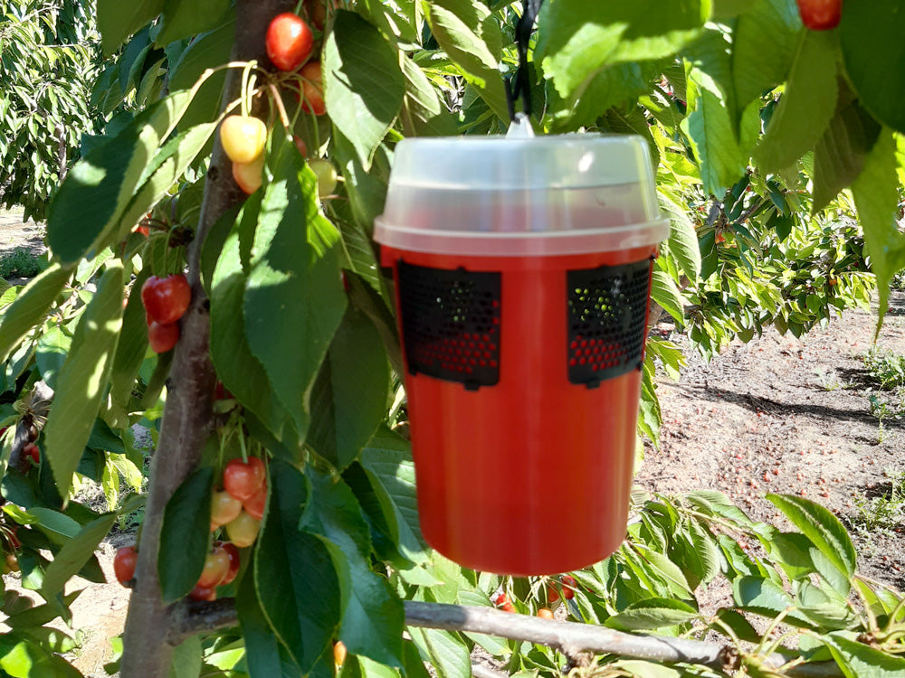 Drosophila Suzukii Fruit Fly Liquid Attractant Trap