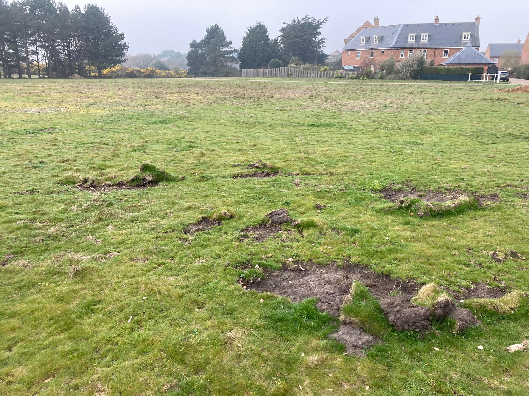 Lawn Grub Repair Boost