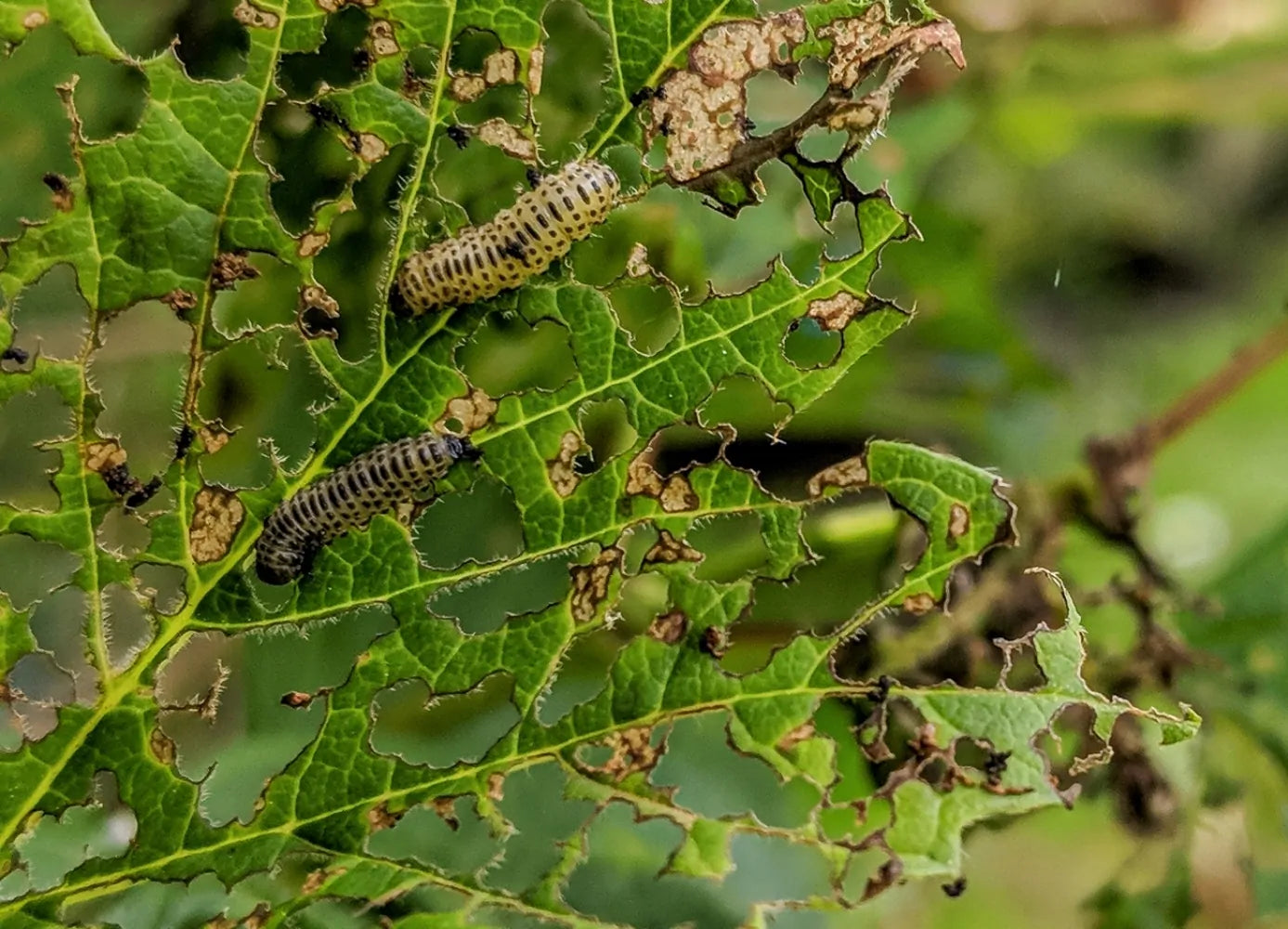 Viburnum Beetle Killer Nematodes