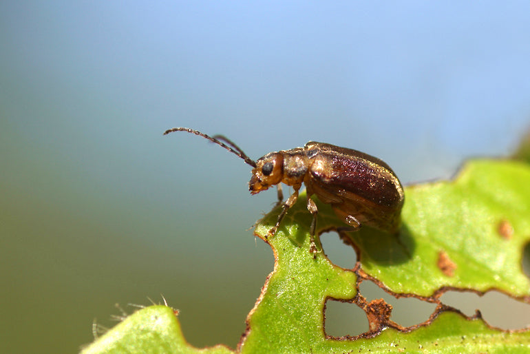 Viburnum Beetle Killer Nematodes