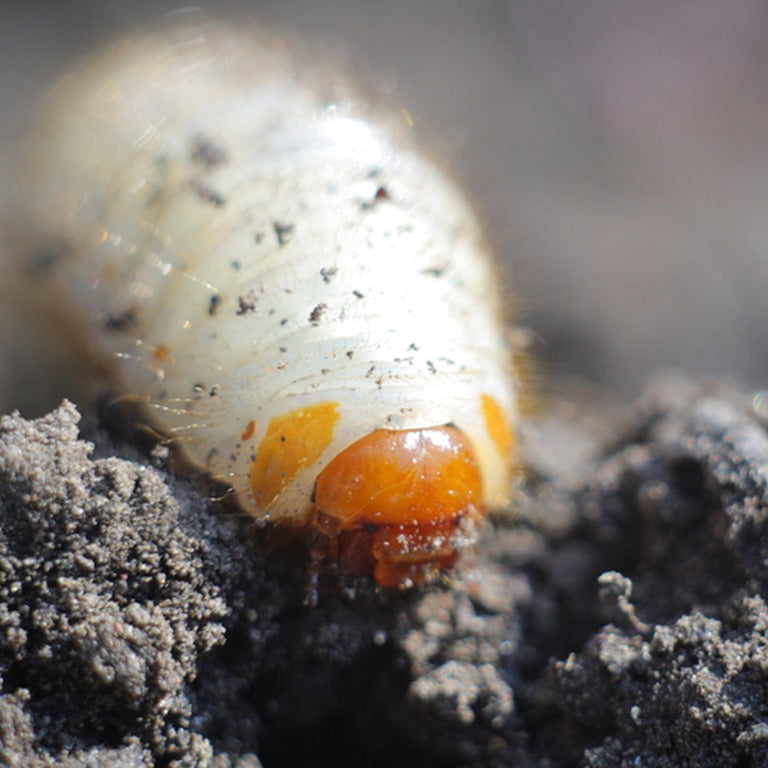 Vine Weevil Killer Nematodes