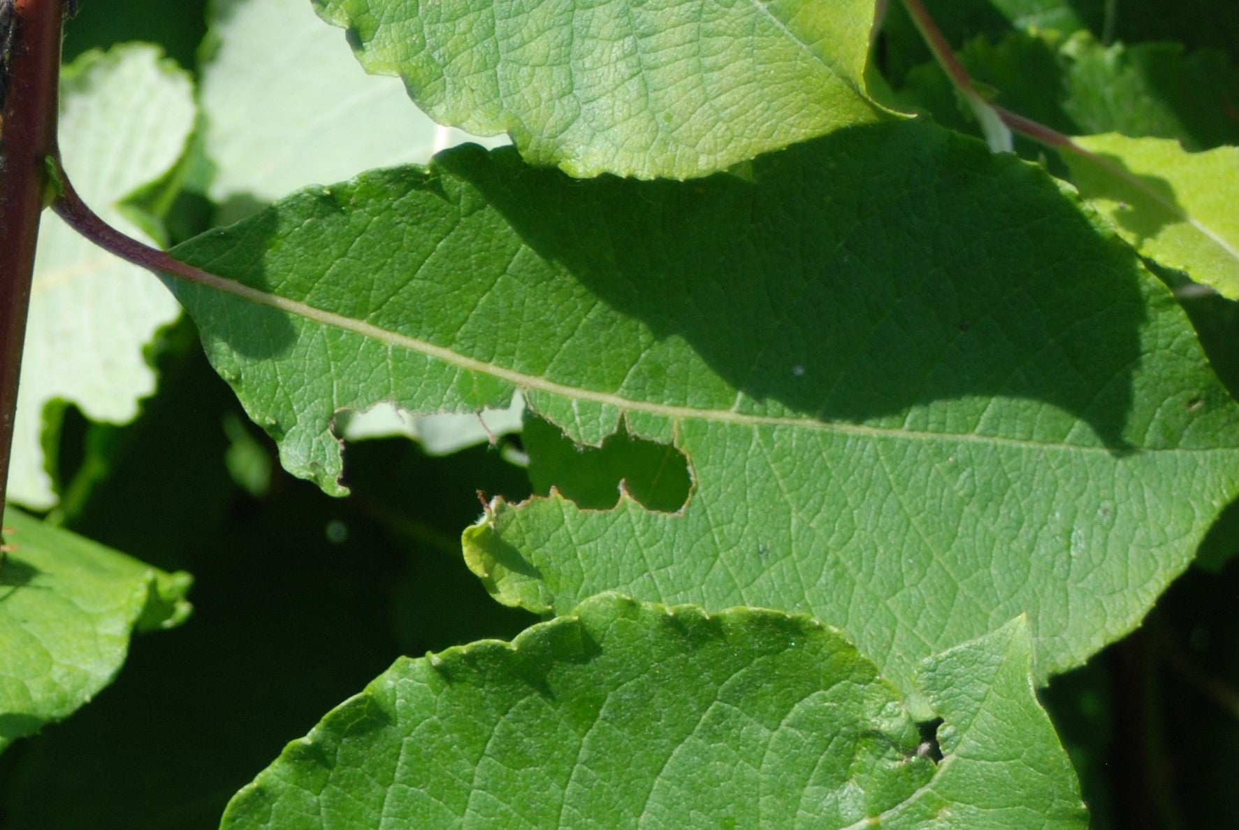 Small Garden Vine Weevil Killer Nematodes - Dragonfli