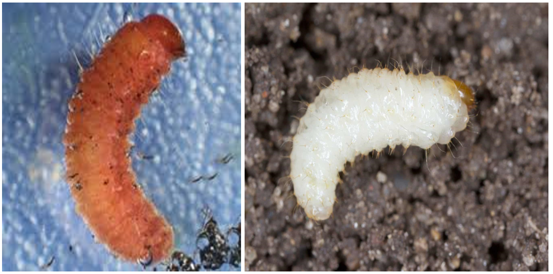 Vine Weevil Killer Nematodes