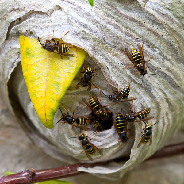 Wasp Trap With Attractant