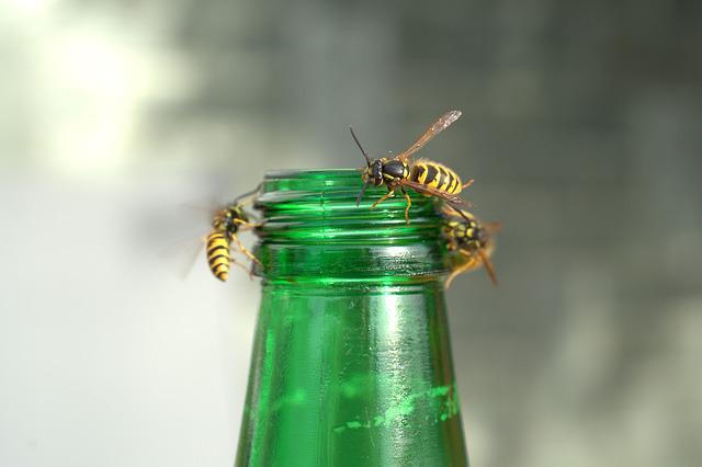 Wasp Trap With Attractant
