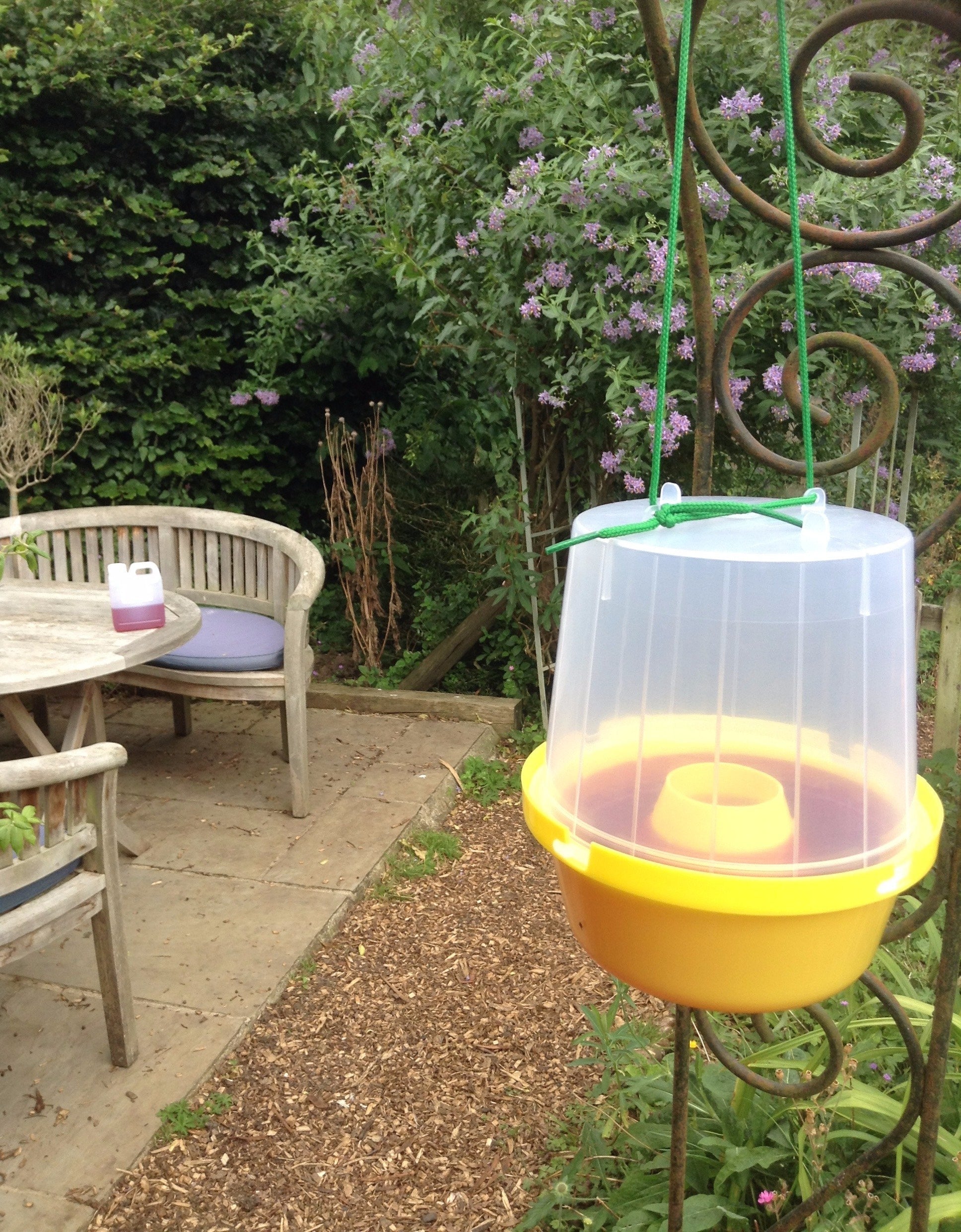 Wasp Trap With Attractant