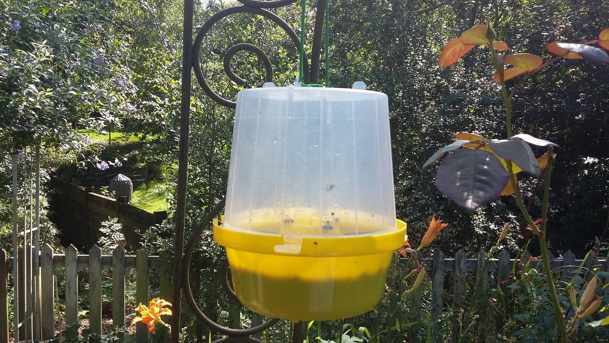 Wasp Trap With Attractant