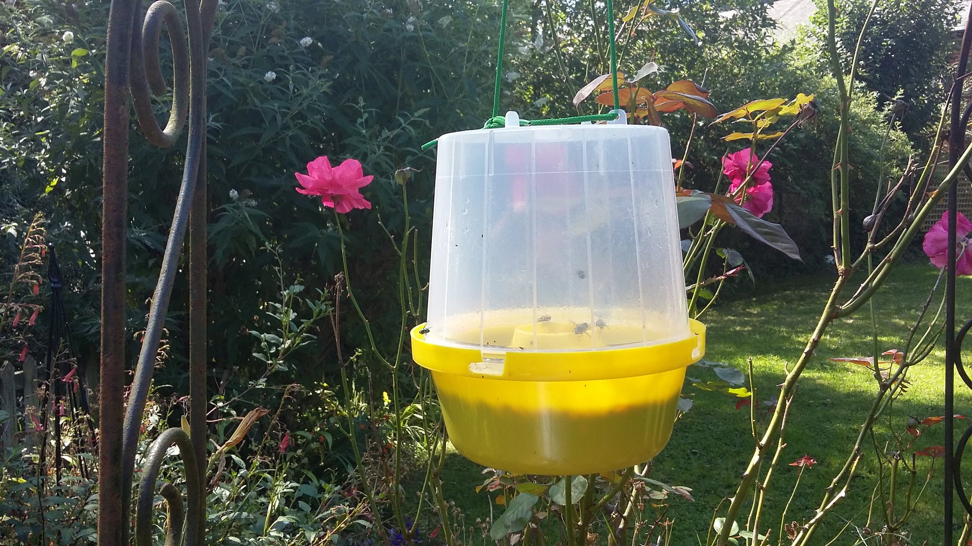 Wasp Attractant - For Use In Dragonfli Wasp Traps