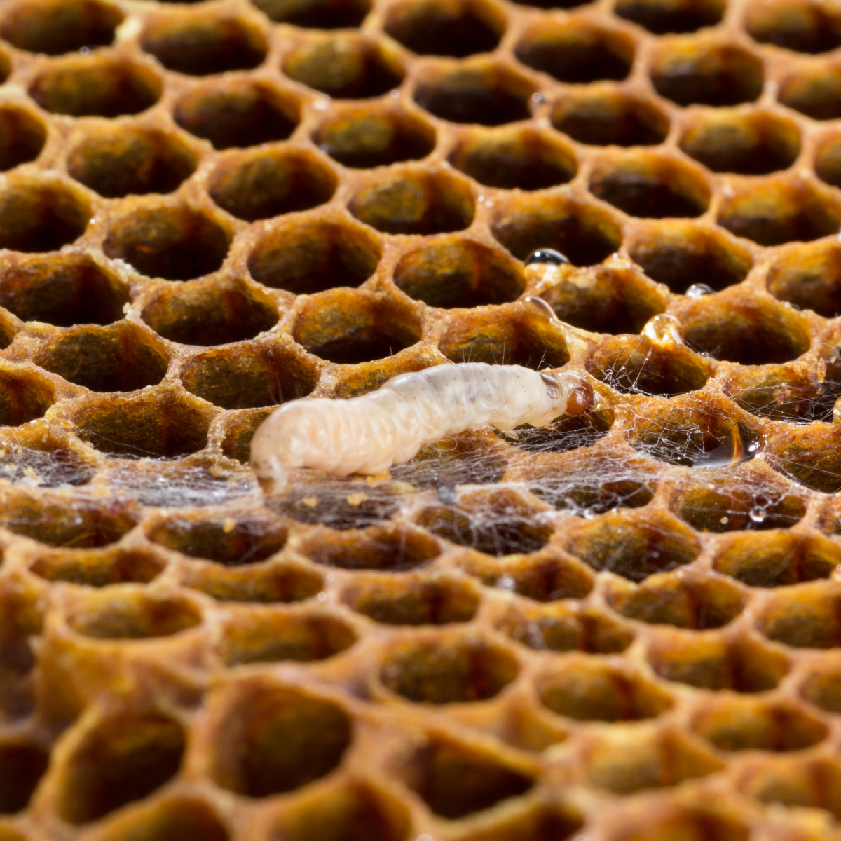 Wax Moth Killer Nematodes