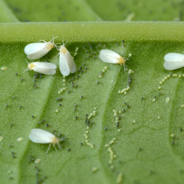 Whitefly Killer Cards Subscription - Encarsia Formosa