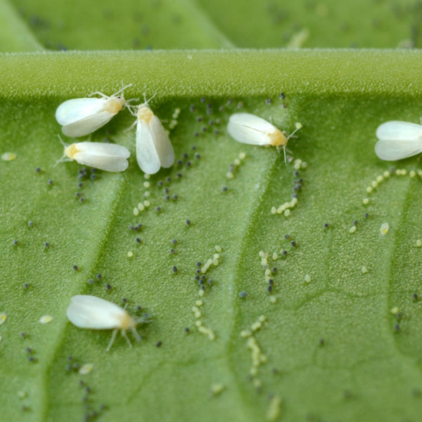 Whitefly Killer Cards - Encarsia formosa