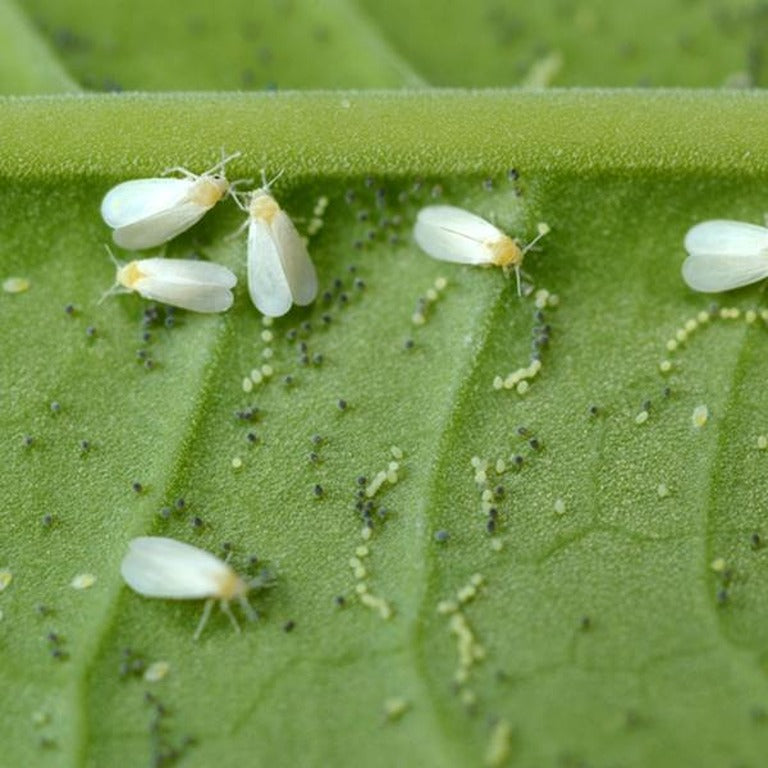Whitefly Killer - Amblyseius andersoni