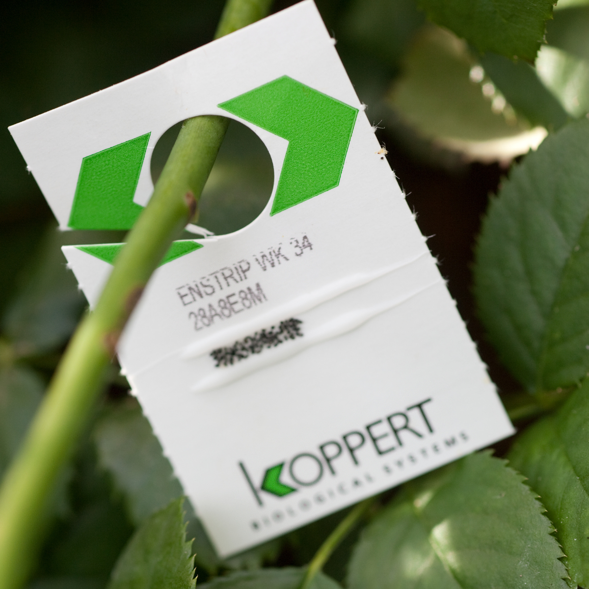 Whitefly Killer Cards Subscription - Encarsia Formosa