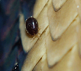 Taurrus Snake & Reptile Mite Predators